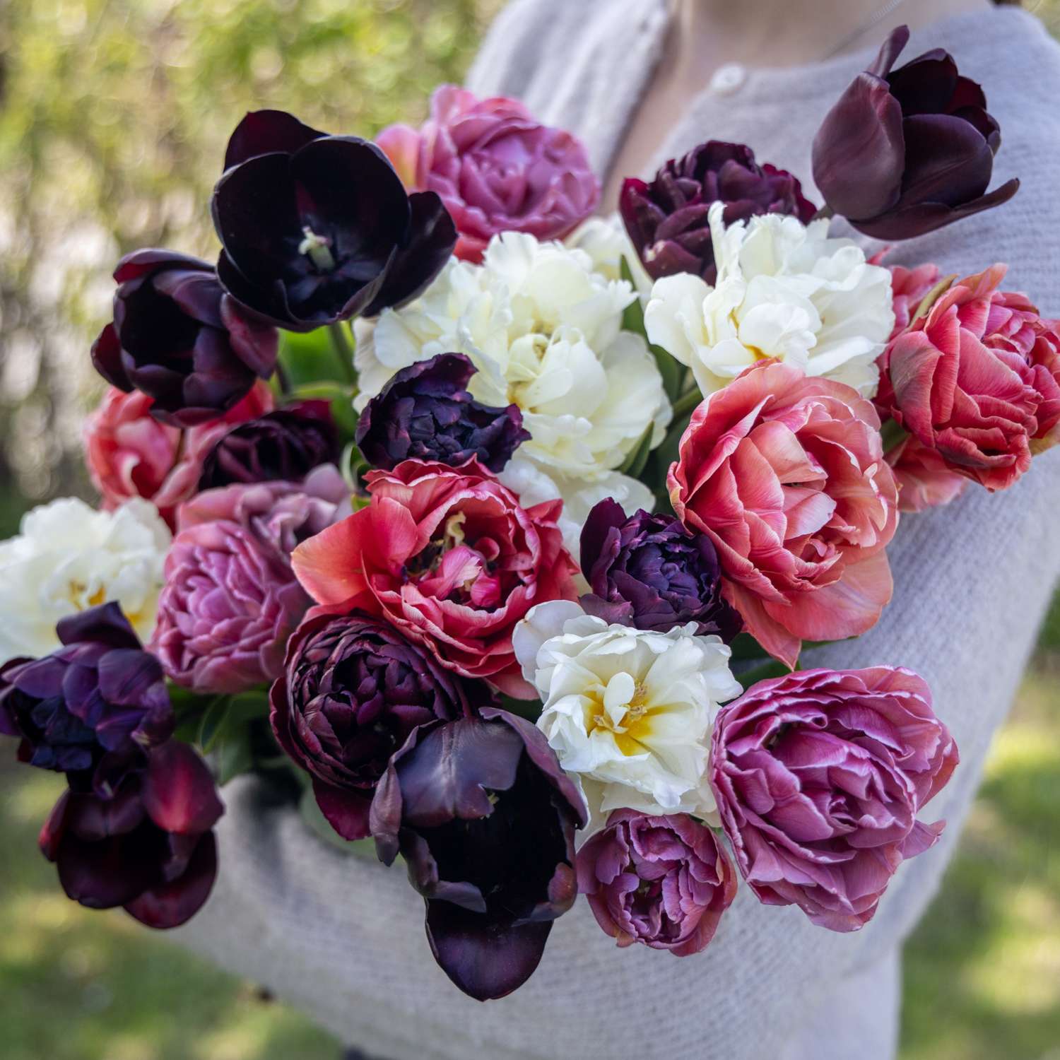 Tulipanblanding 'Velvet & Lace'
